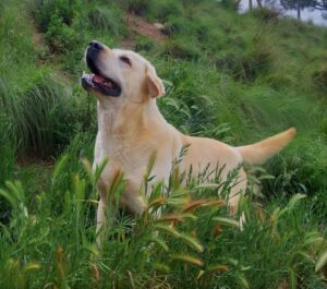 Labrador retriever