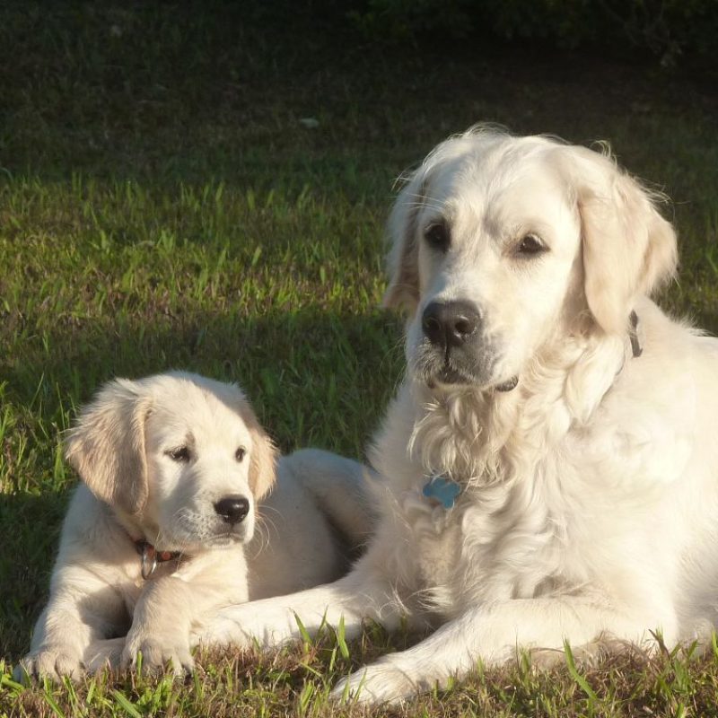 Golden Retriever